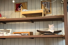 猫カフェ　猫家