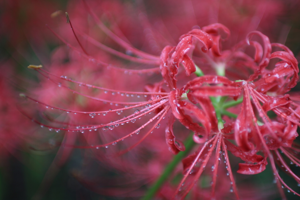 曼珠沙華３