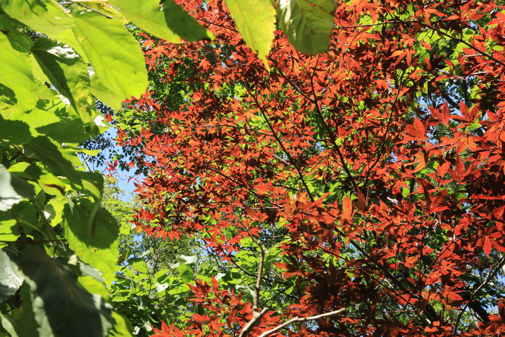 フライング気味の紅葉