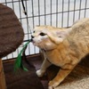 スナネコ