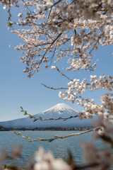 富士と桜