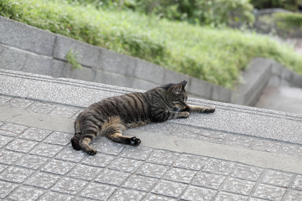 ぬこ様