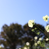 秋桜⑰