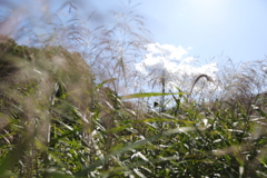 稲穂と秋の空