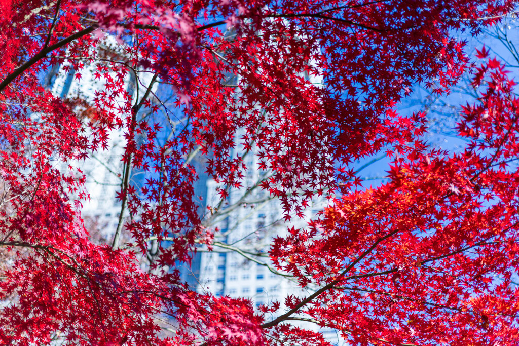 紅