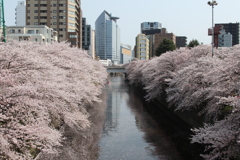 目黒川の桜その1