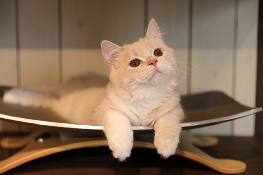 猫カフェ猫家