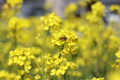 熊谷桜堤にてⅠ