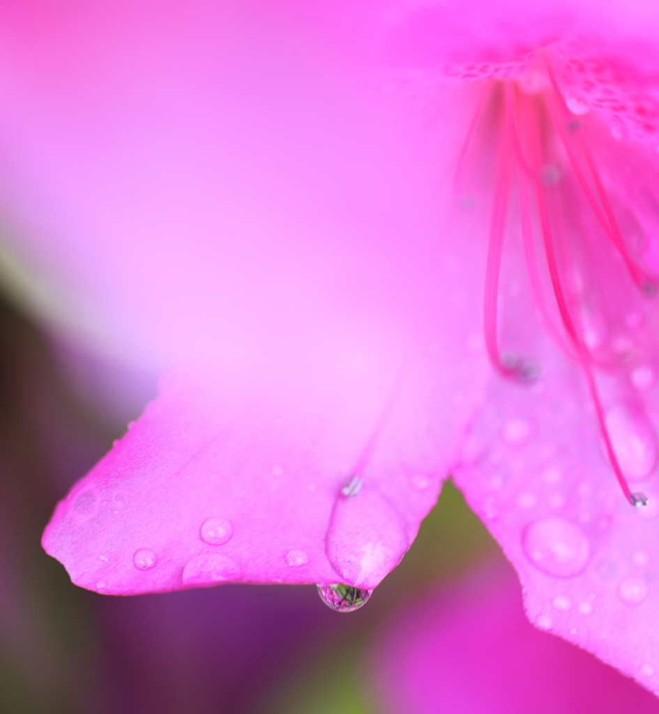 雨上がり