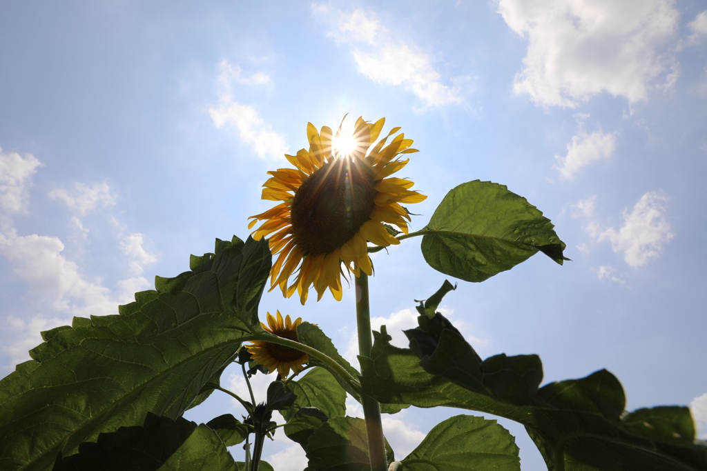 ひまわりから差す光芒