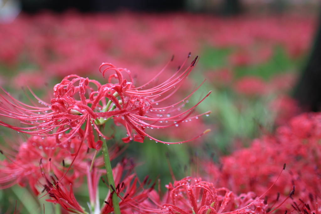 曼珠沙華２