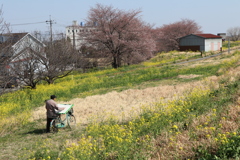 桜を撮りに行って