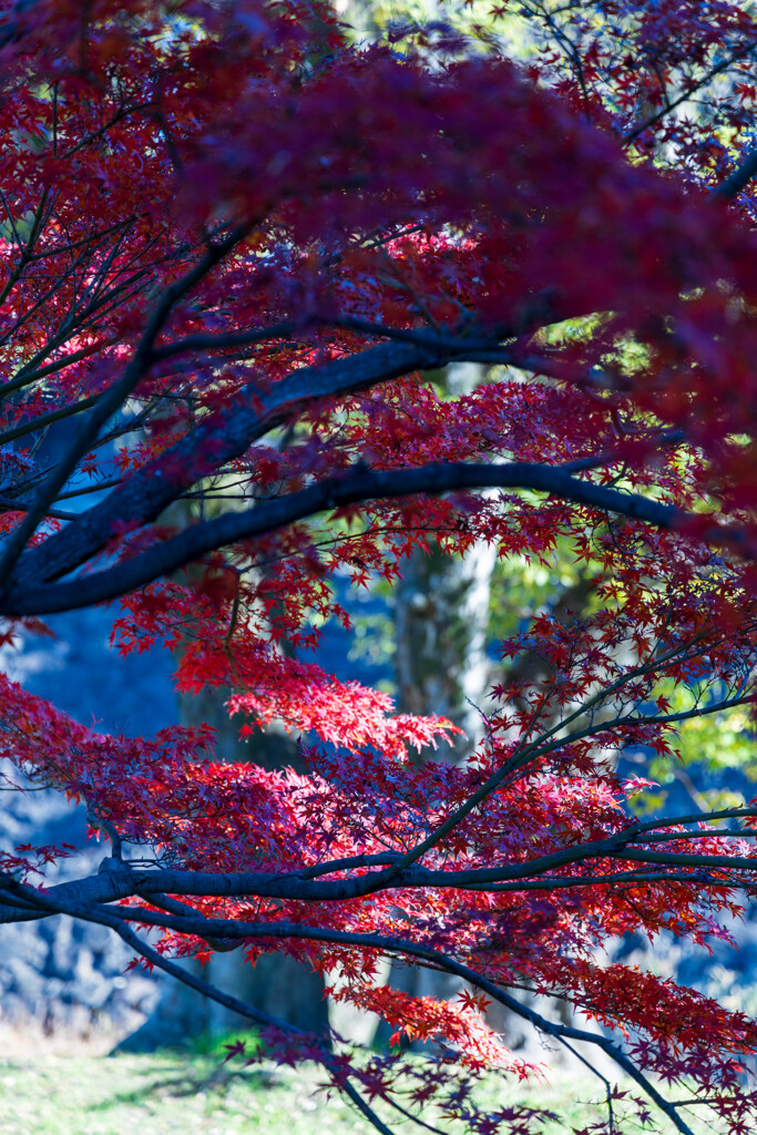 都内の紅葉