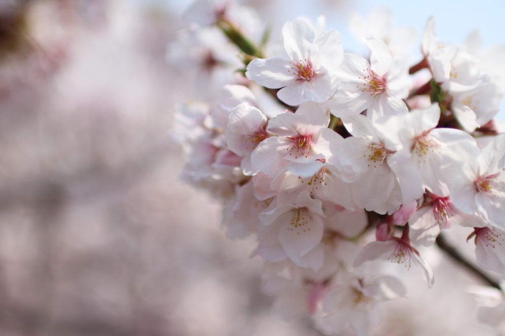 目黒川の桜その8