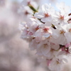 目黒川の桜その8