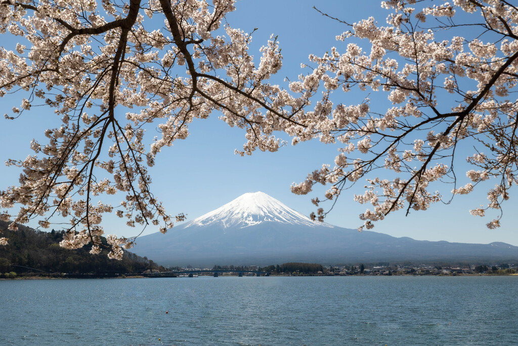 富士と桜