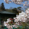 東屋と桜