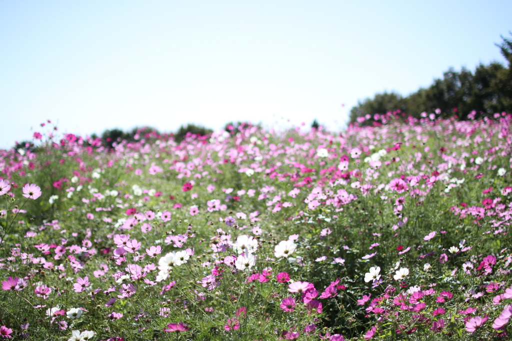 秋桜⑩