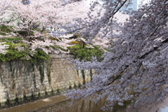 目黒川の桜その9