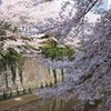 目黒川の桜その9