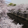 目黒川の桜その12
