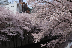 目黒川の桜その10