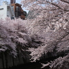 目黒川の桜その10