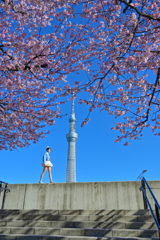 「隅田公園に咲く大寒桜」
