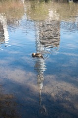 ［１７］「池面に映るスカイツリーと鴨」（隅田公園）