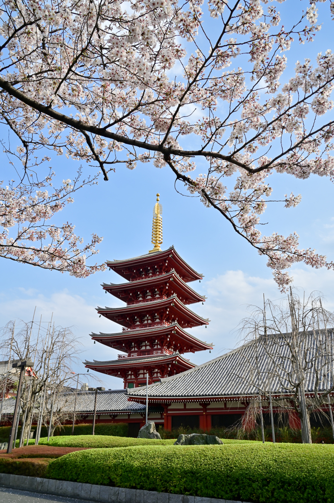 「桜満開　春到来」（その３）