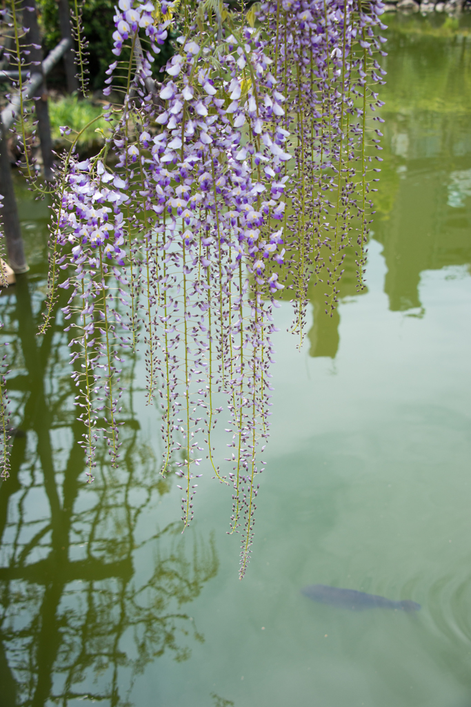 ［３５］「藤と鯉」