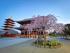 「浅草寺の枝垂桜」