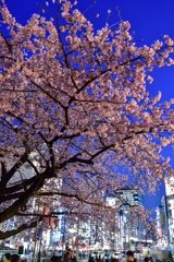 「大寒桜咲く」N605
