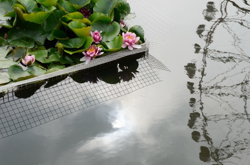 ［３］「水面」（葛西臨海公園）