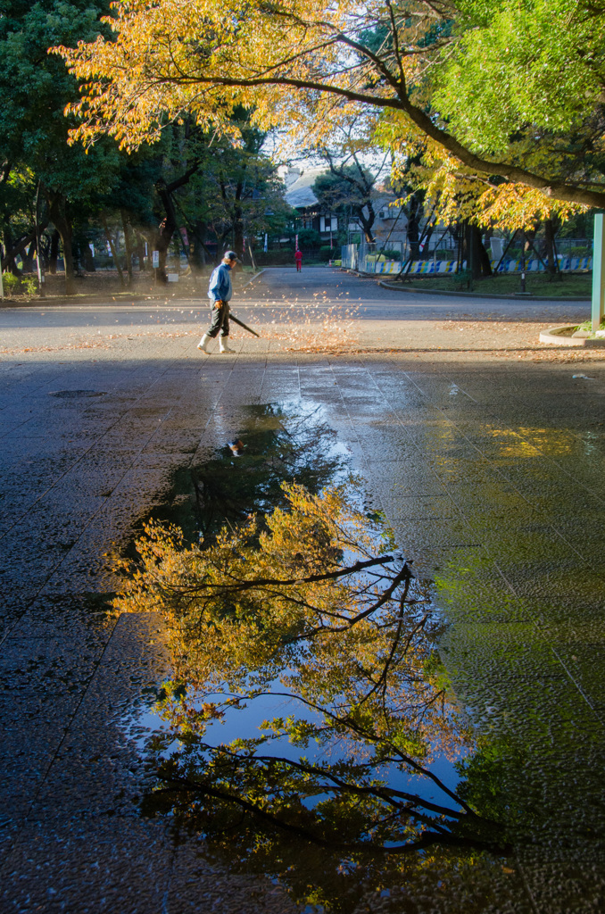 「雨上がりの朝の公園」（上野公園）6864