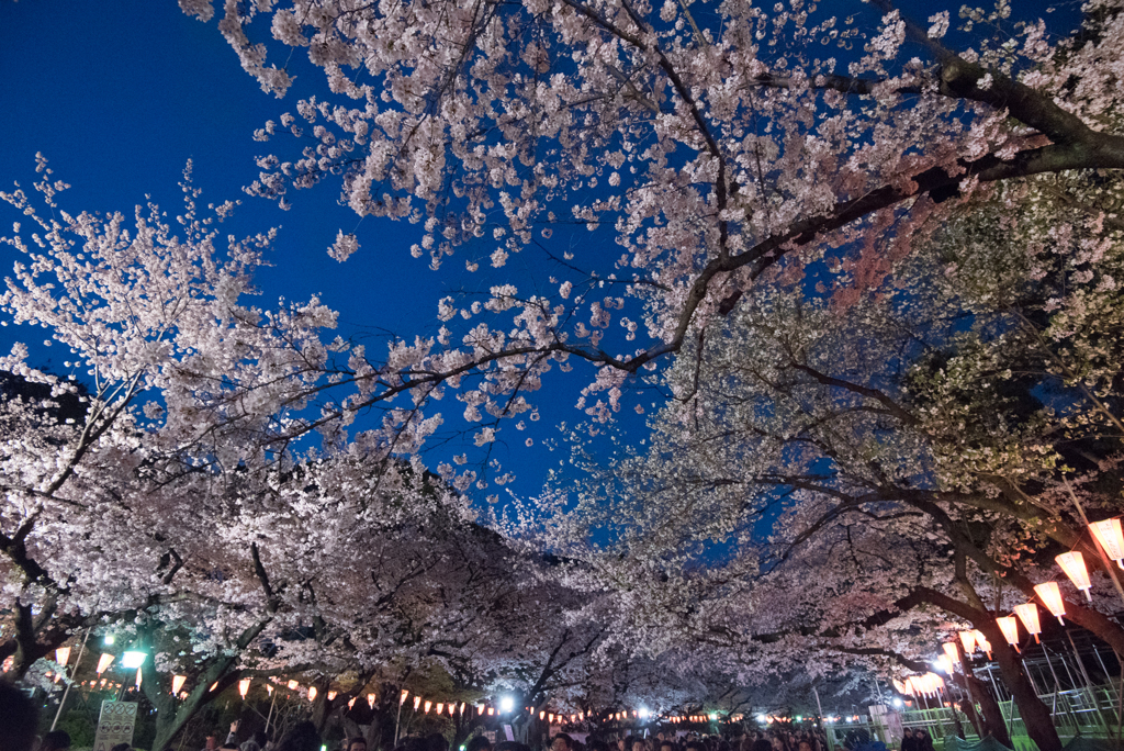［７５］「夜桜」