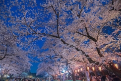 「夜桜」-1