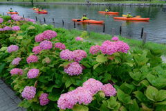 「旧中川沿いに咲く紫陽花」