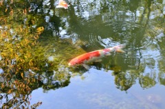 ［１５］「波紋」（浅草寺）