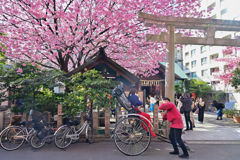 「蔵前神社のミモザと早咲きの桜」