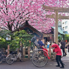 「蔵前神社のミモザと早咲きの桜」