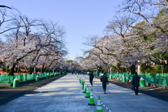「桜満開の上野公園」