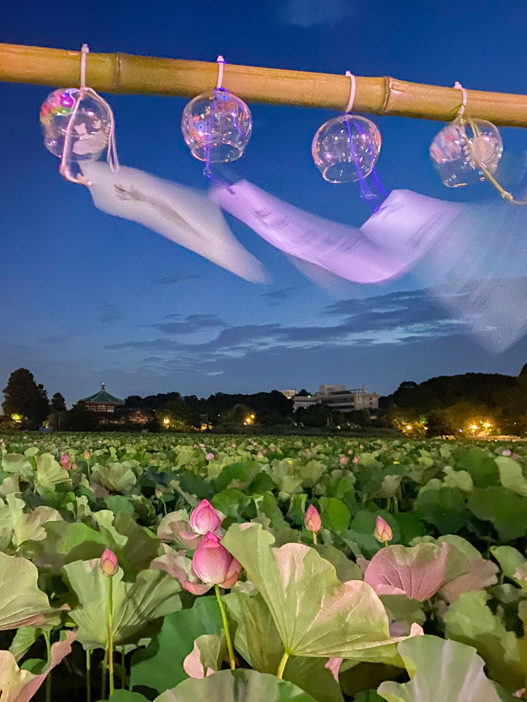 「夜明け前の不忍池」