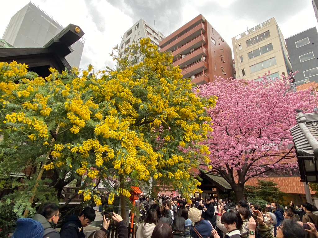 「蔵前神社のミモザと早咲き桜」