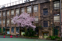 「旧下谷小学校の一本桜」
