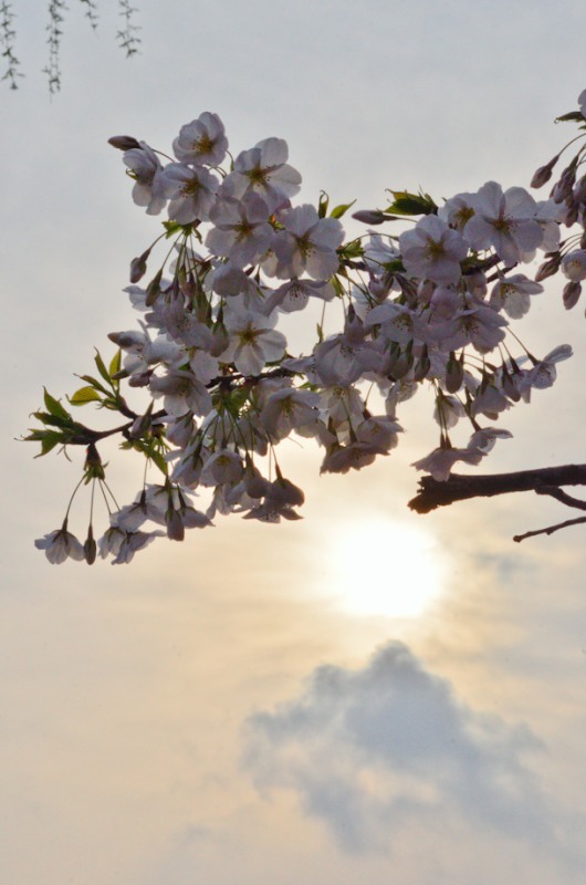 ［７］「SAKURA 2012」（不忍池）