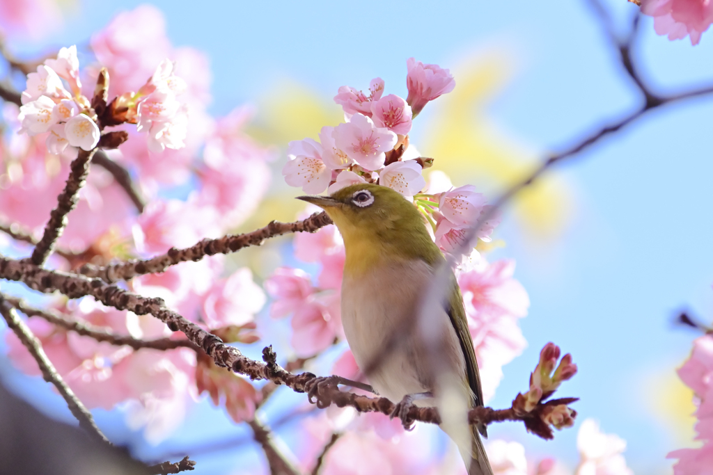 「満開の大寒桜とメジロ」-4