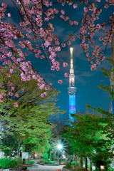 「満開の八重桜と東京スカイツリー」