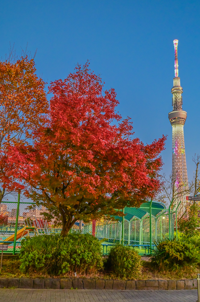 「紅葉とスカイツリー」