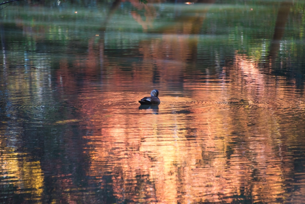 ［５２］「水面の秋」DSC_2876　N548